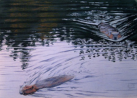  Beavers, Ahmoo Creek